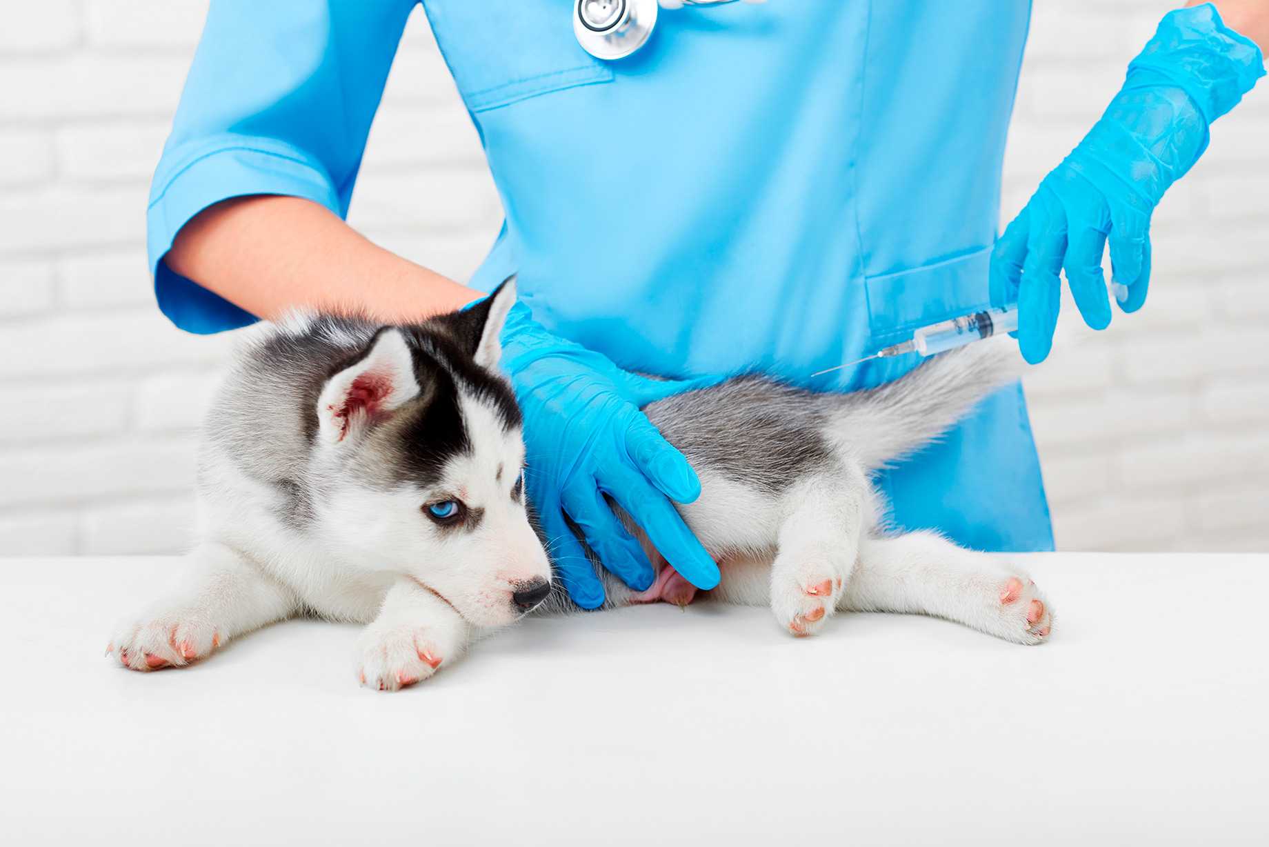 Telemedicina Veterinária Landing Image